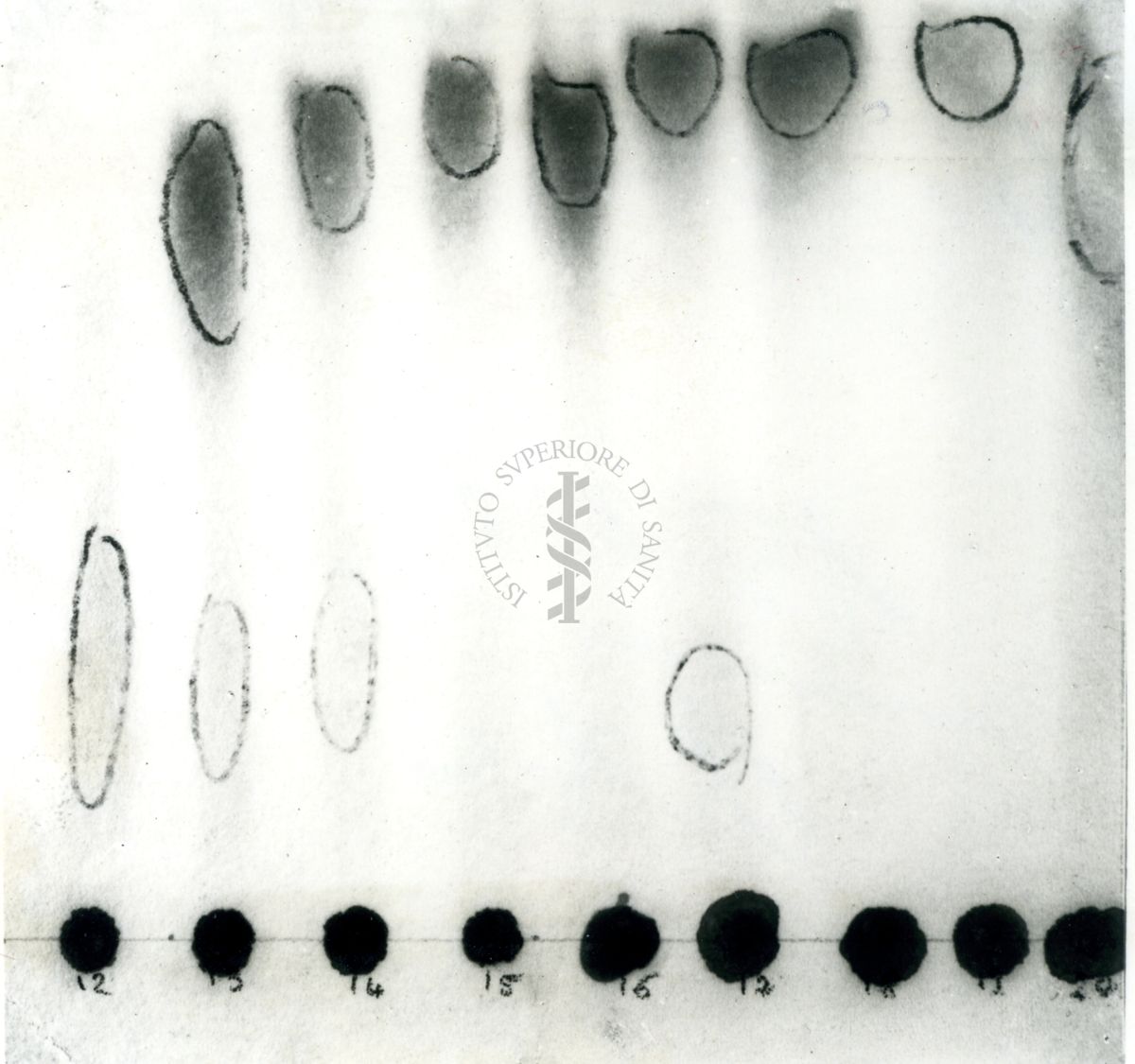 Cromatografia dell'azione emimatica del veleno di cabro sulla leticina dell'uovo