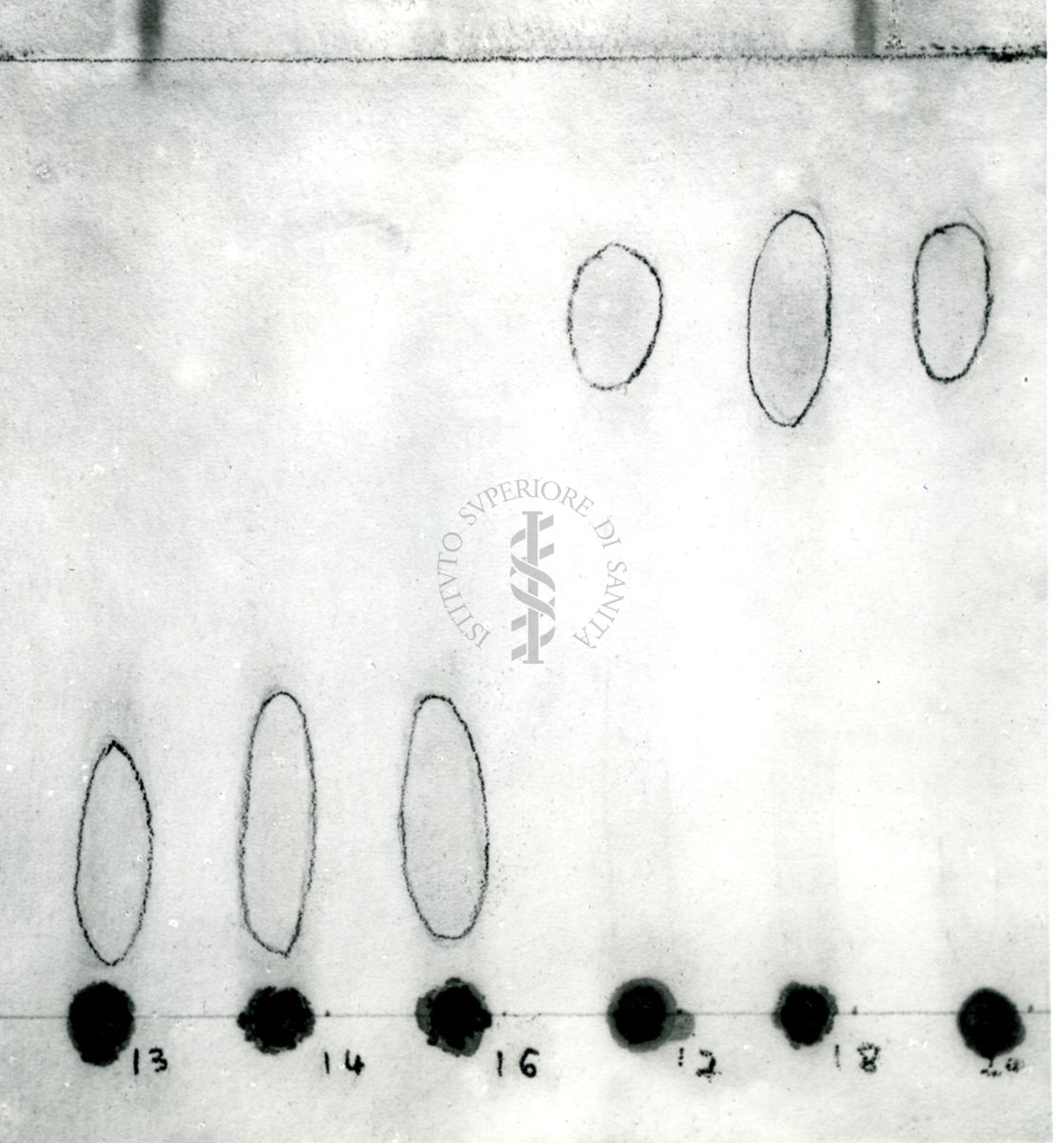 Cromatografia dell'azione emimatica del veleno di cabro sulla leticina dell'uovo