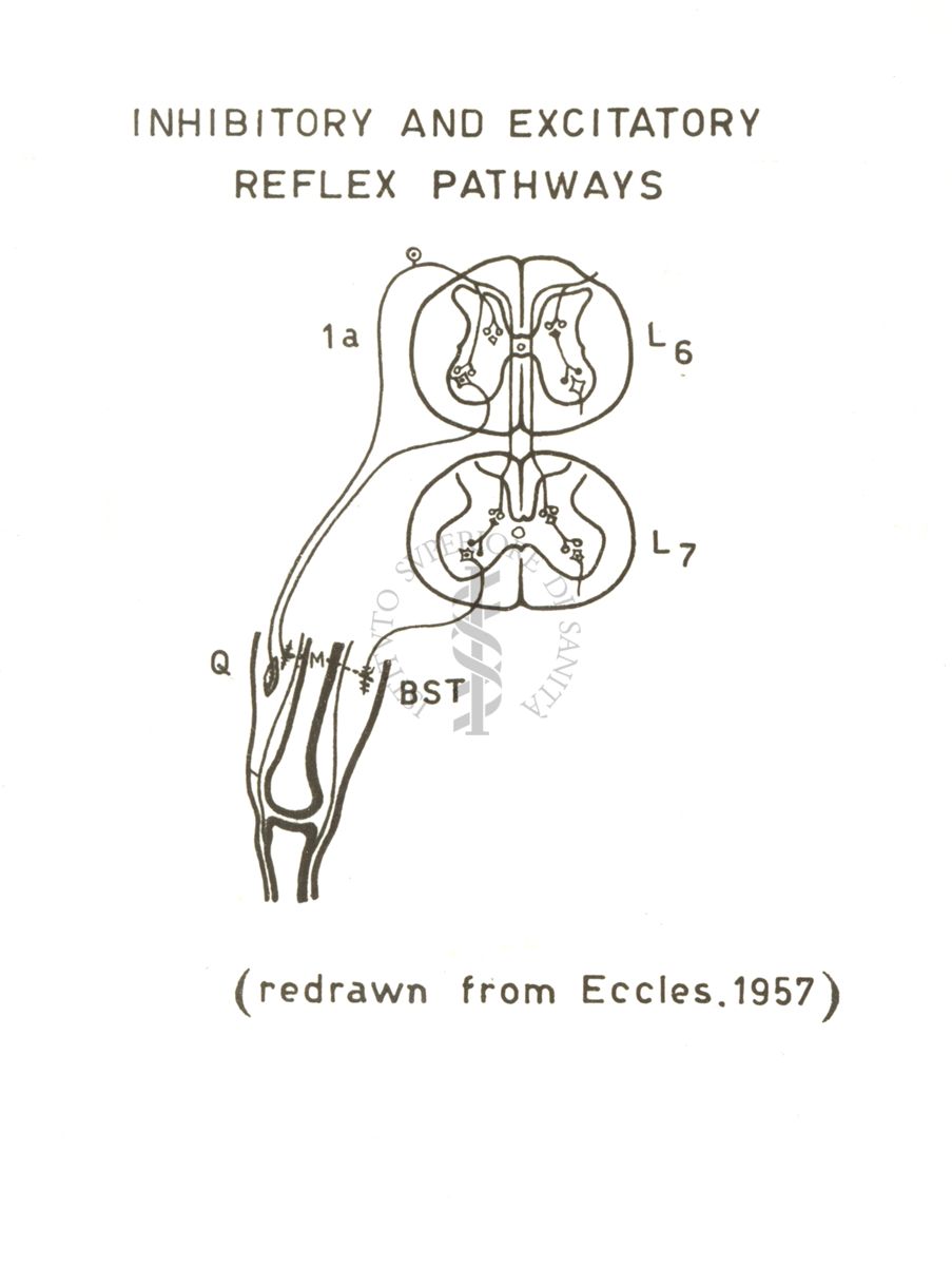 Grafico riguardante le vie eccitatorie e inibitorie spinali