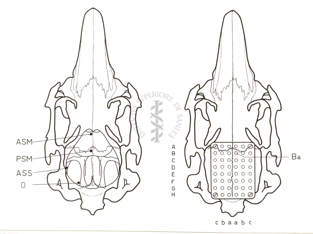 Apparecchiatura tecnica riguardante la registrazione dell'elettroencefalogramma di coniglio