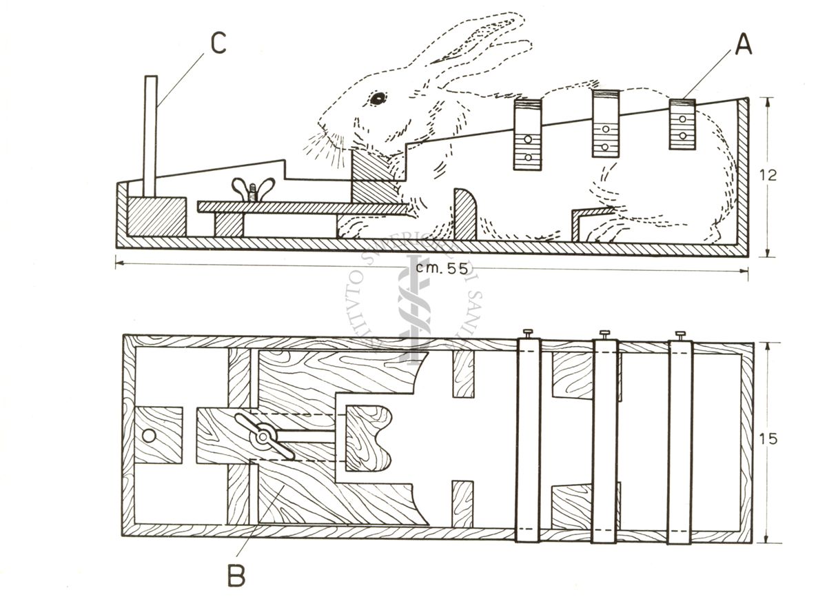 Apparecchiatura tecnica riguardante la registrazione dell'elettroencefalogramma di coniglio