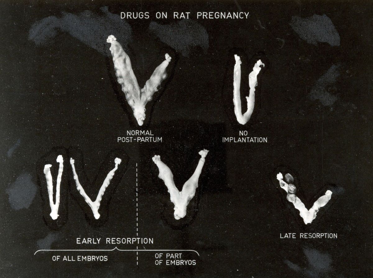 Valutazione dei risultati delle esperienze di screening di vari derivati sulla gravidanza del ratto