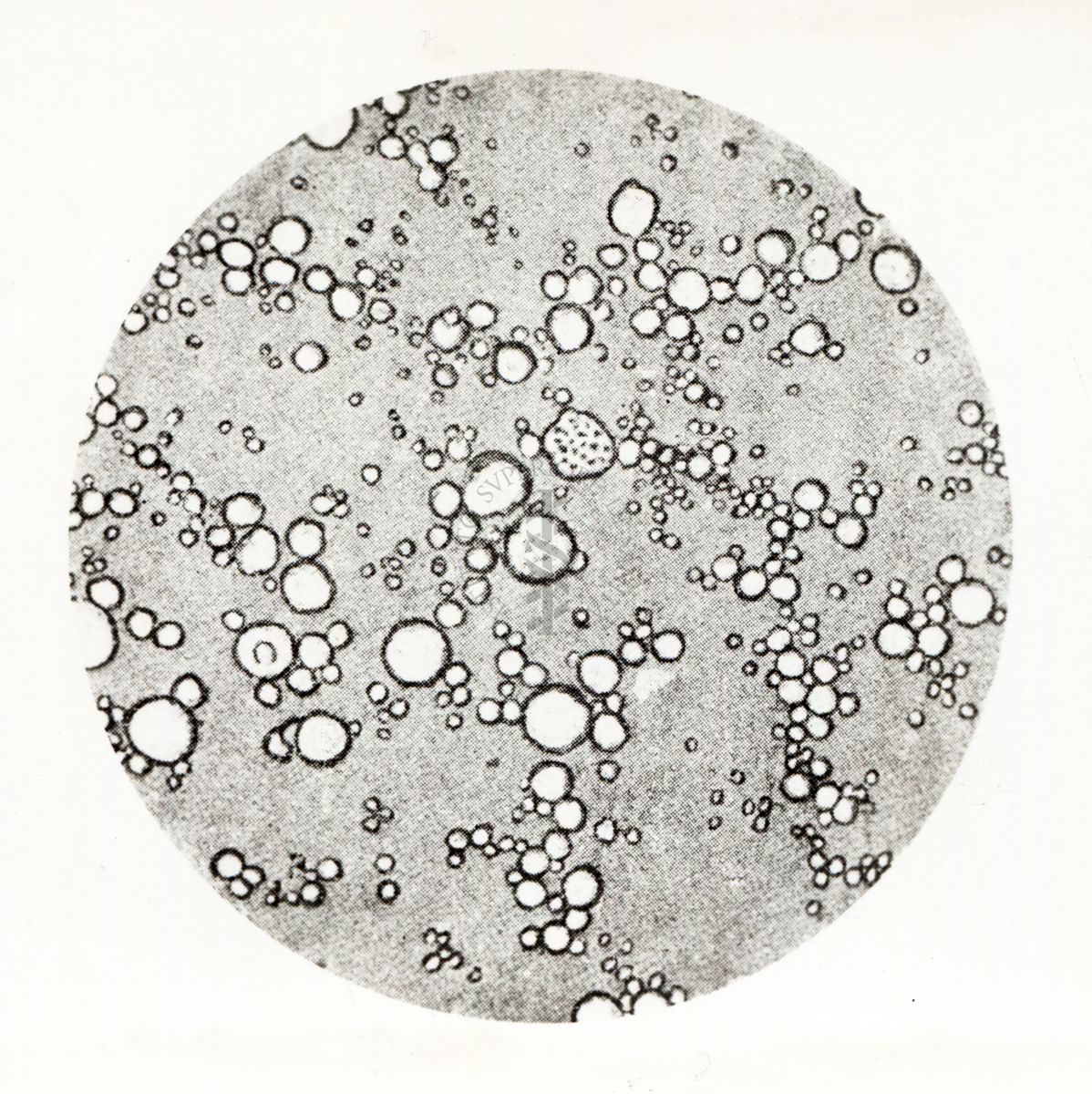 Una goccia di latte vista al microscopio