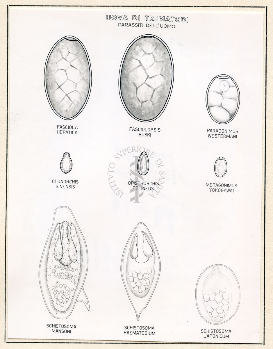 Immagini raffiguranti uova di Trematodi (parassiti dell'uomo)