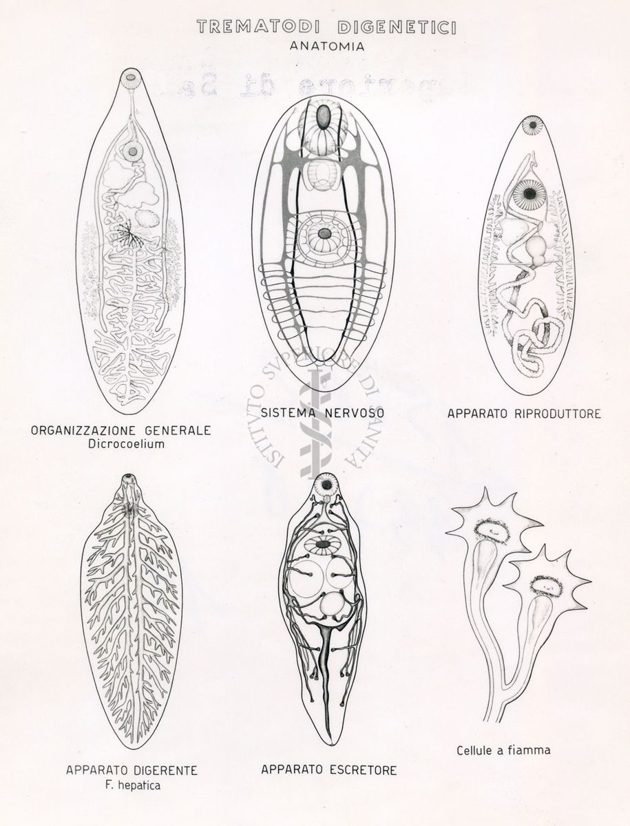 Trematodi digenetici