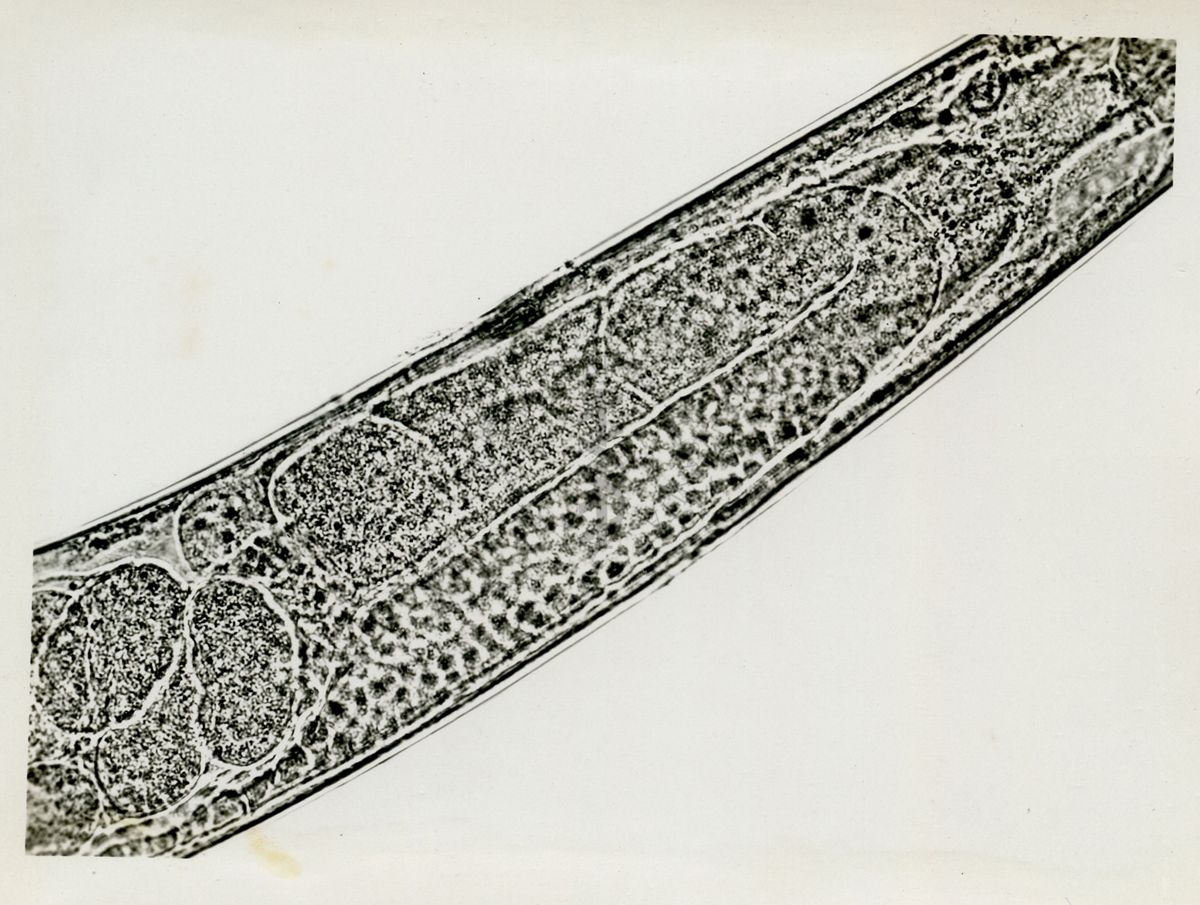 Cheilobus Russo (Penso 1941) - Parassita delle patate. Ovaio anteriore