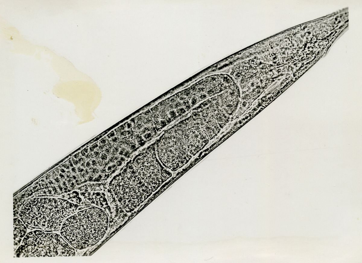 Cheilobus Russo (Penso 1941) - Parassita delle patate. Ovaio posteriore