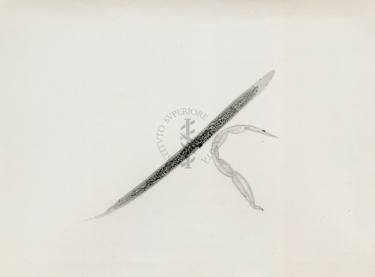 Cheilobus Russo (Penso 1941) - Parassita delle patate. Larva in muta e spoglio di larve