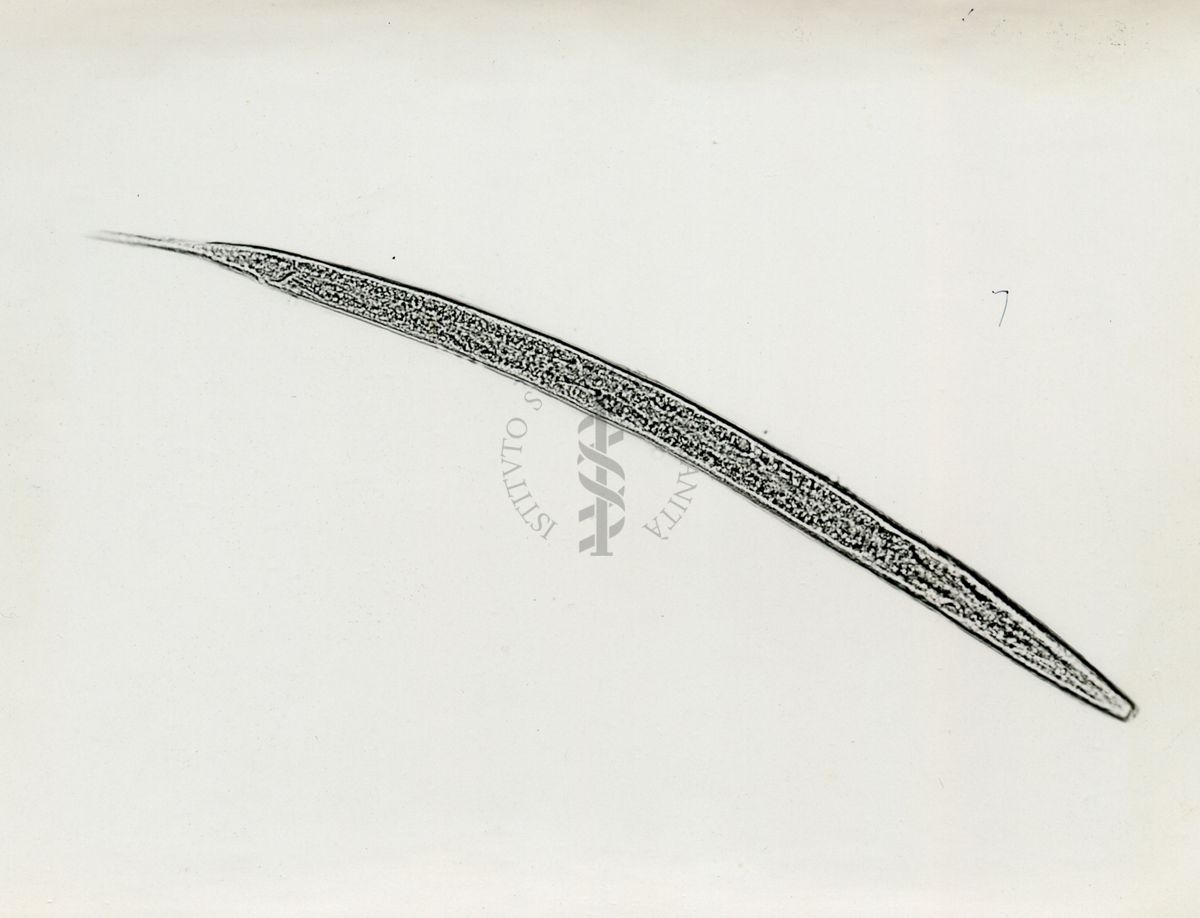 Cheilobus Russo (Penso 1941) - Parassita delle patate. Larva di 3° stadio
