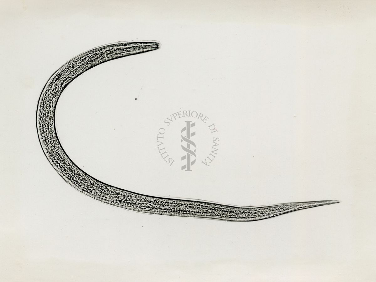 Cheilobus Russo (Penso 1941) - Parassita delle patate. Larva matura di 3° stadio