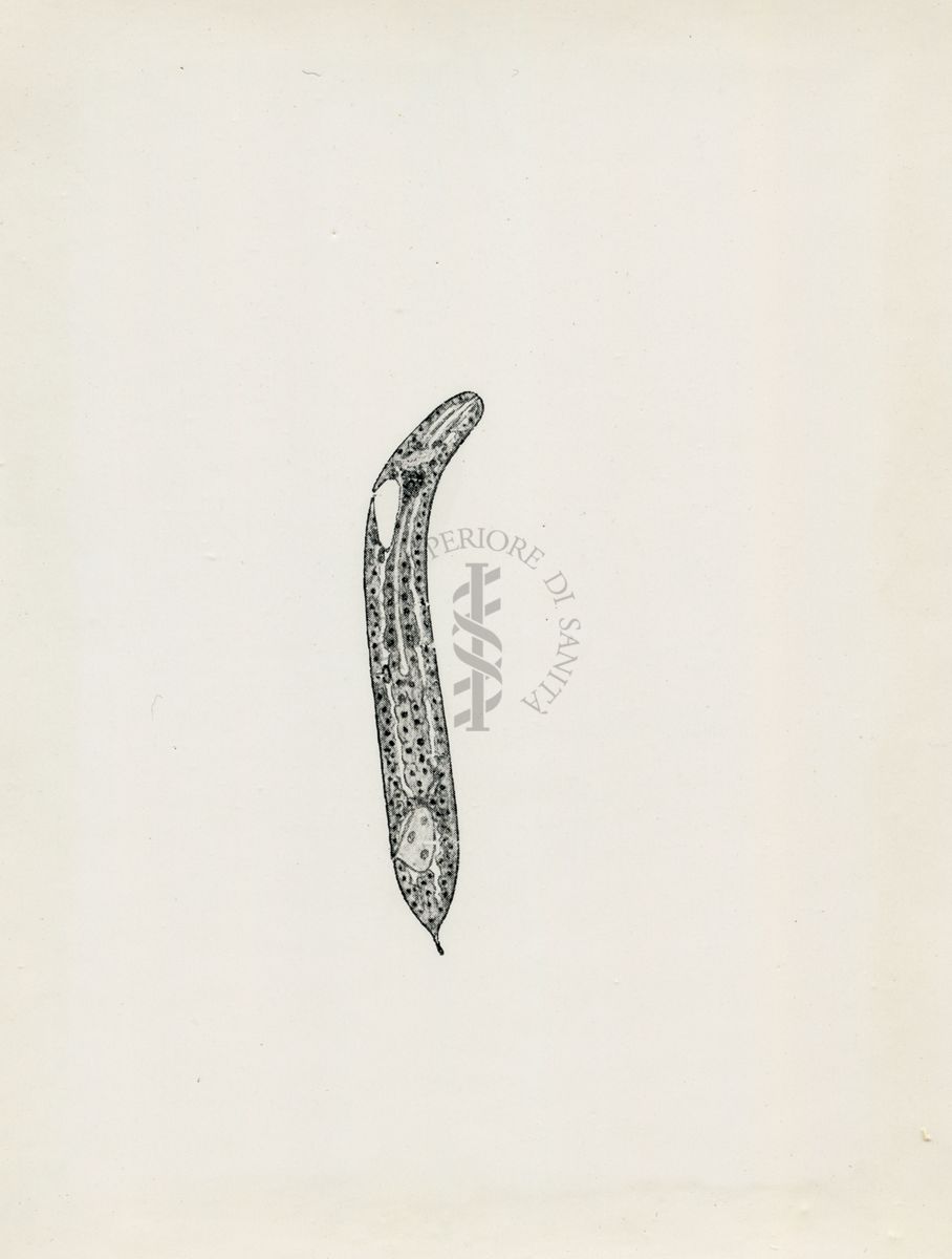 Wuchereria bancrofti: larva da poco penetrata nella muscolatura di una zanzara