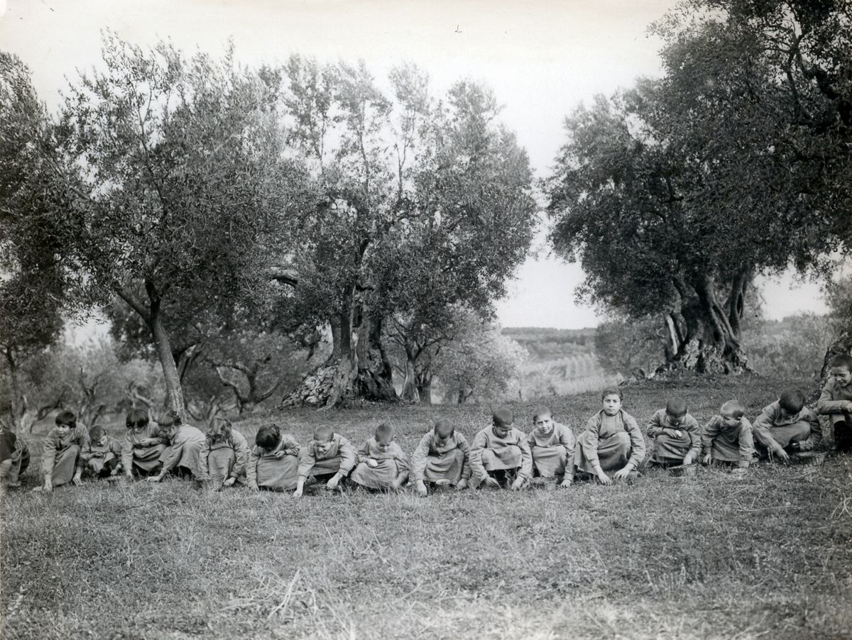 Bambini malarici della Scuola della Colonia Agricola "Bartolomeo Gosio" per il Lazio intenti nella raccolta delle olive