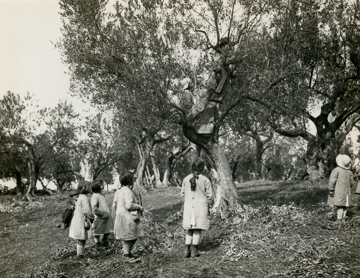 Potatura degli ulivi nella Colonia Antimalarica "Bartolomeo Gosio"