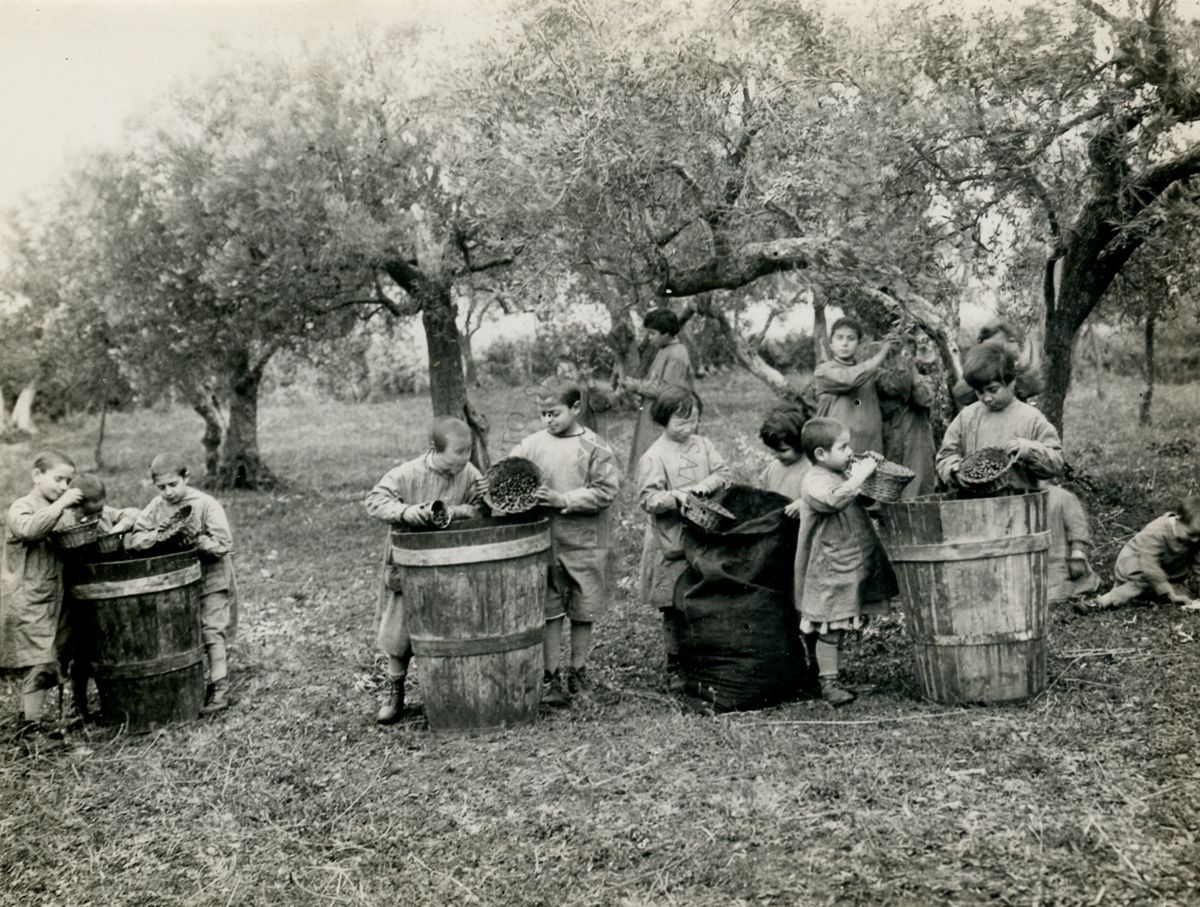 Raccolta delle olive e riempitura dei biconci nella Colonia Antimalarica "Bartolomeo Gosio"