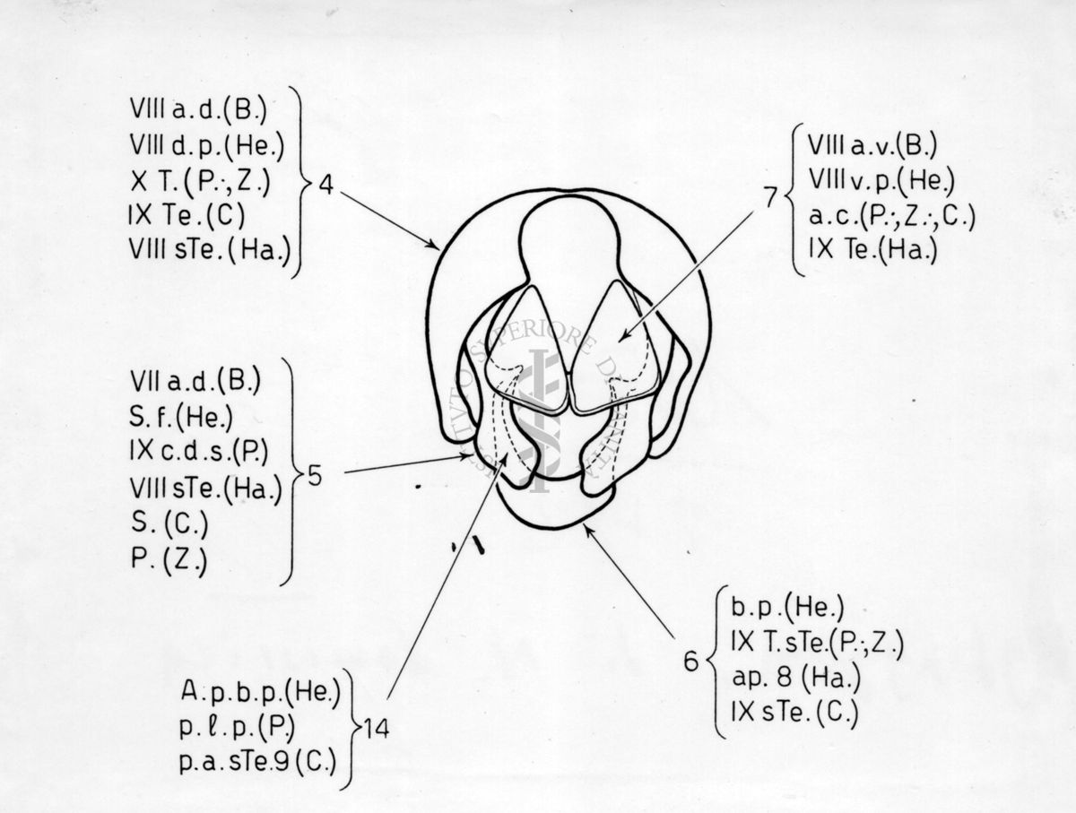 Hypopygium di musca domestica