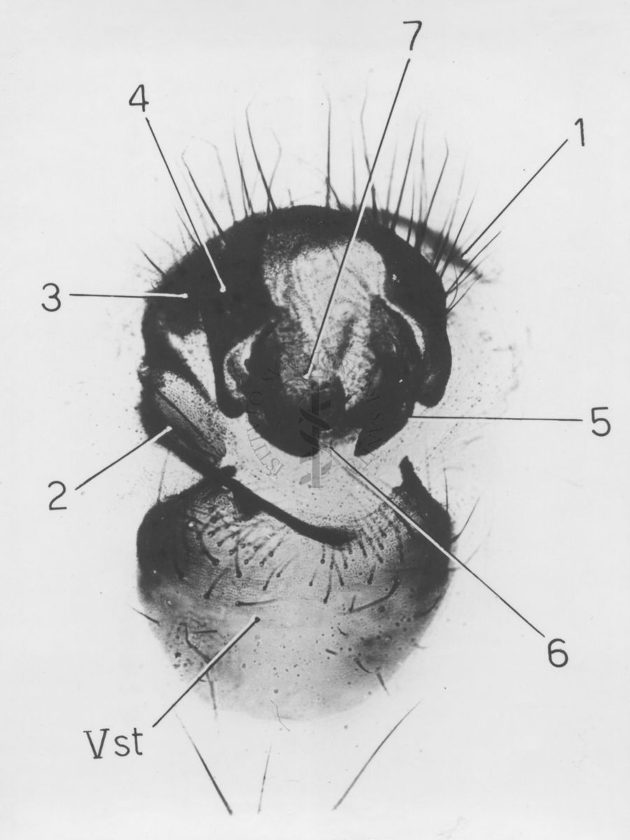 Armatura di musca domestica