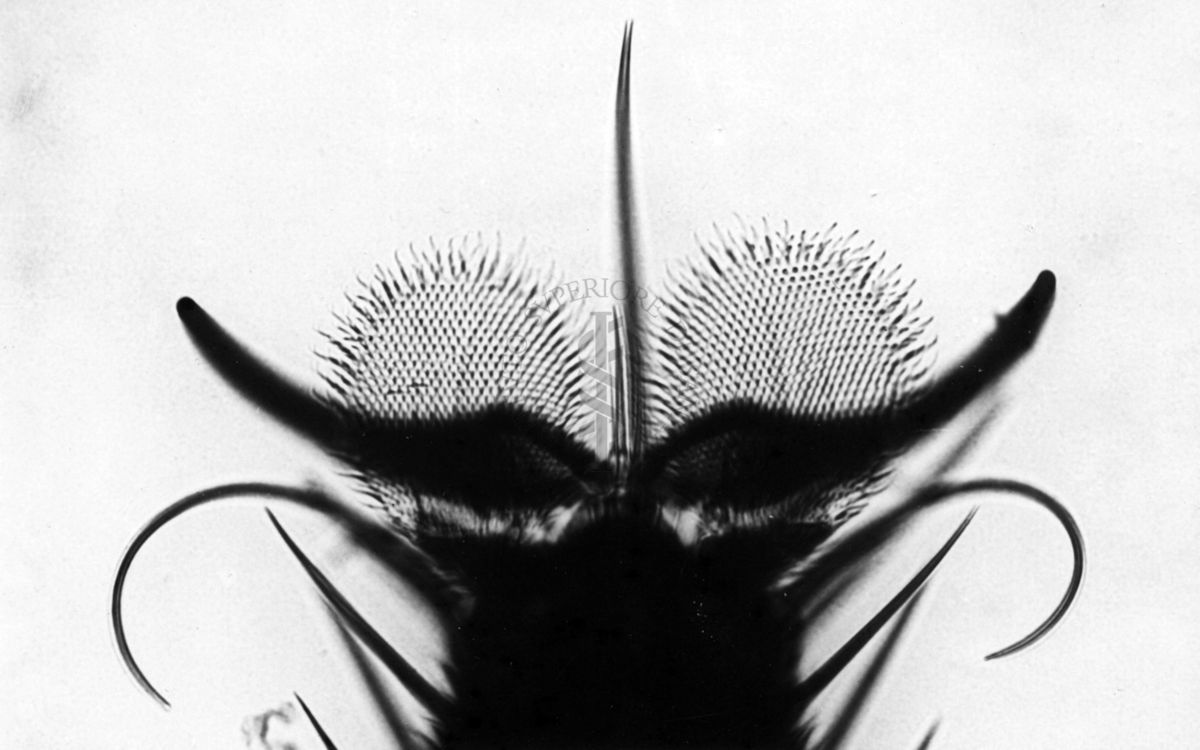 Pulvillo di I° paio in musca domestica