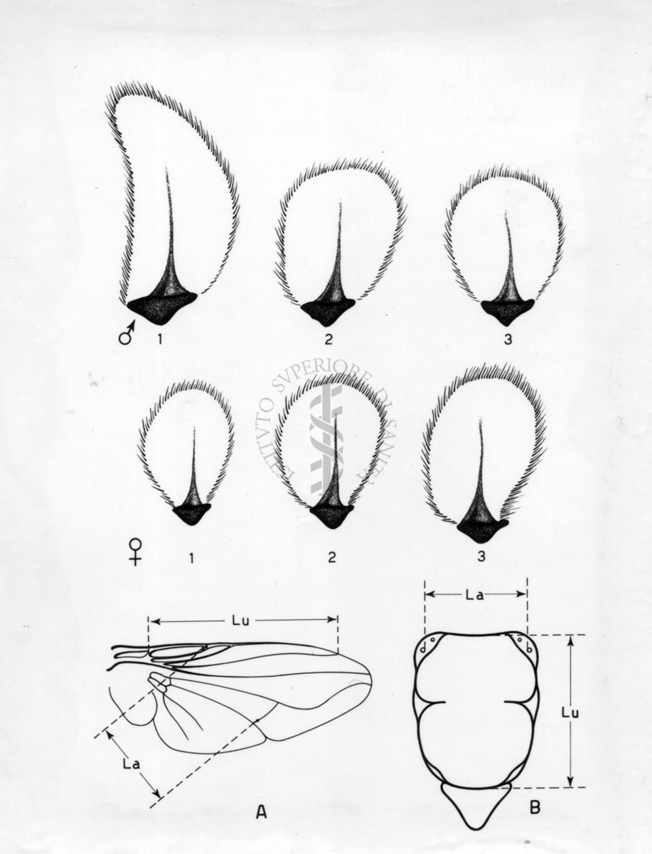 Disegno riguardante il dimorfismo sessuale in musca domestica