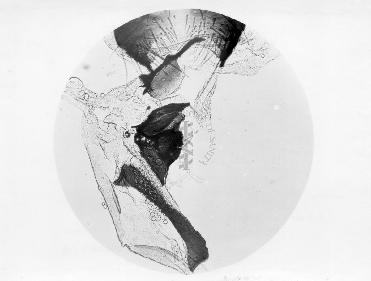 Terminalia ruota di musca domestica