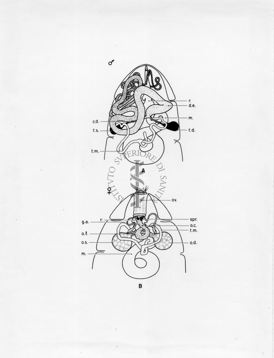 Organi della riproduzione in musca domestica