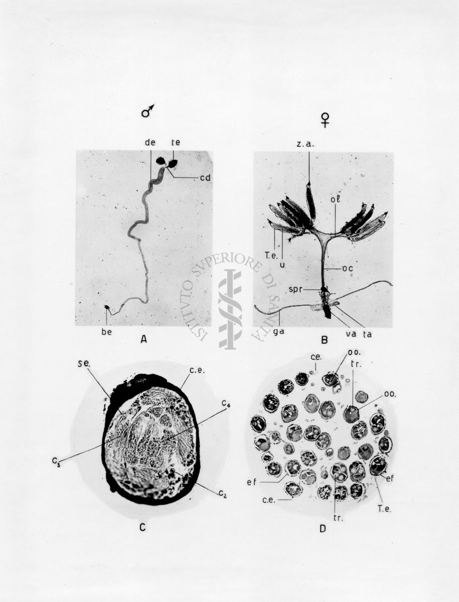 Organi della riproduzione in musca domestica