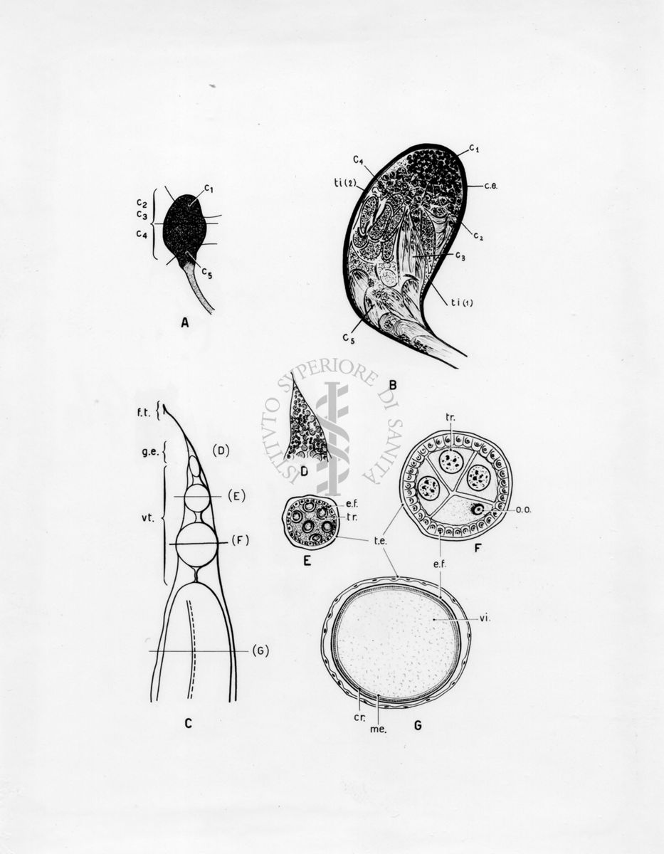 Organi della riproduzione in musca domestica