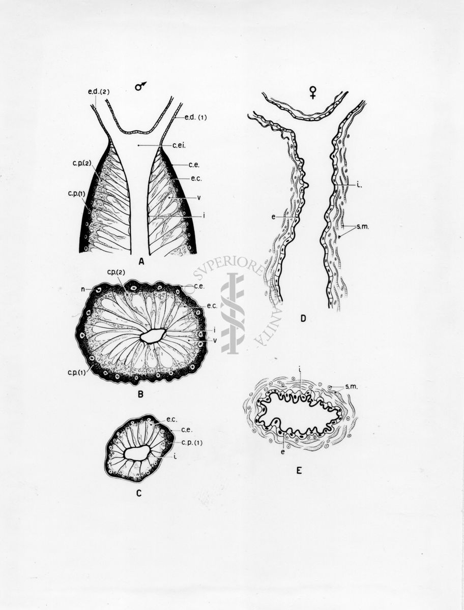 Organi della riproduzione in musca domestica