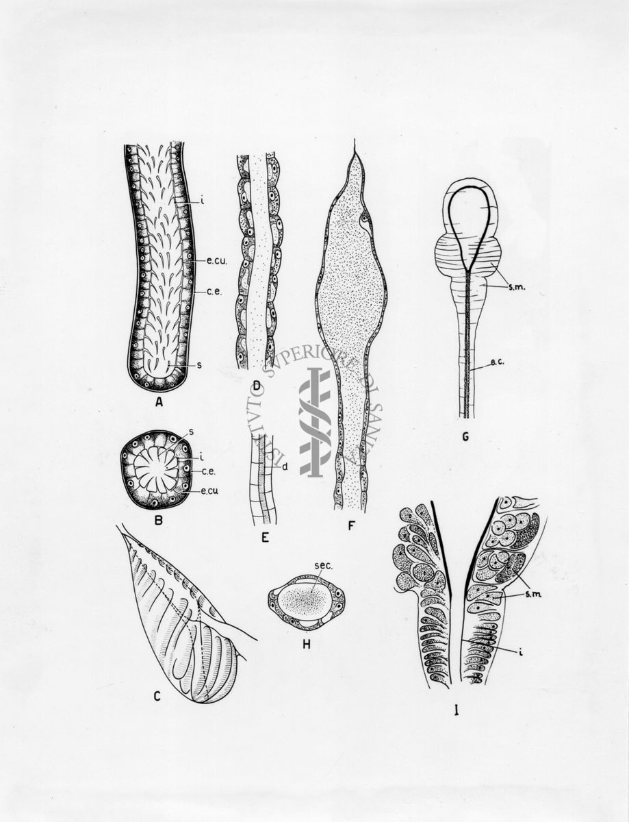 Organi della riproduzione in musca domestica