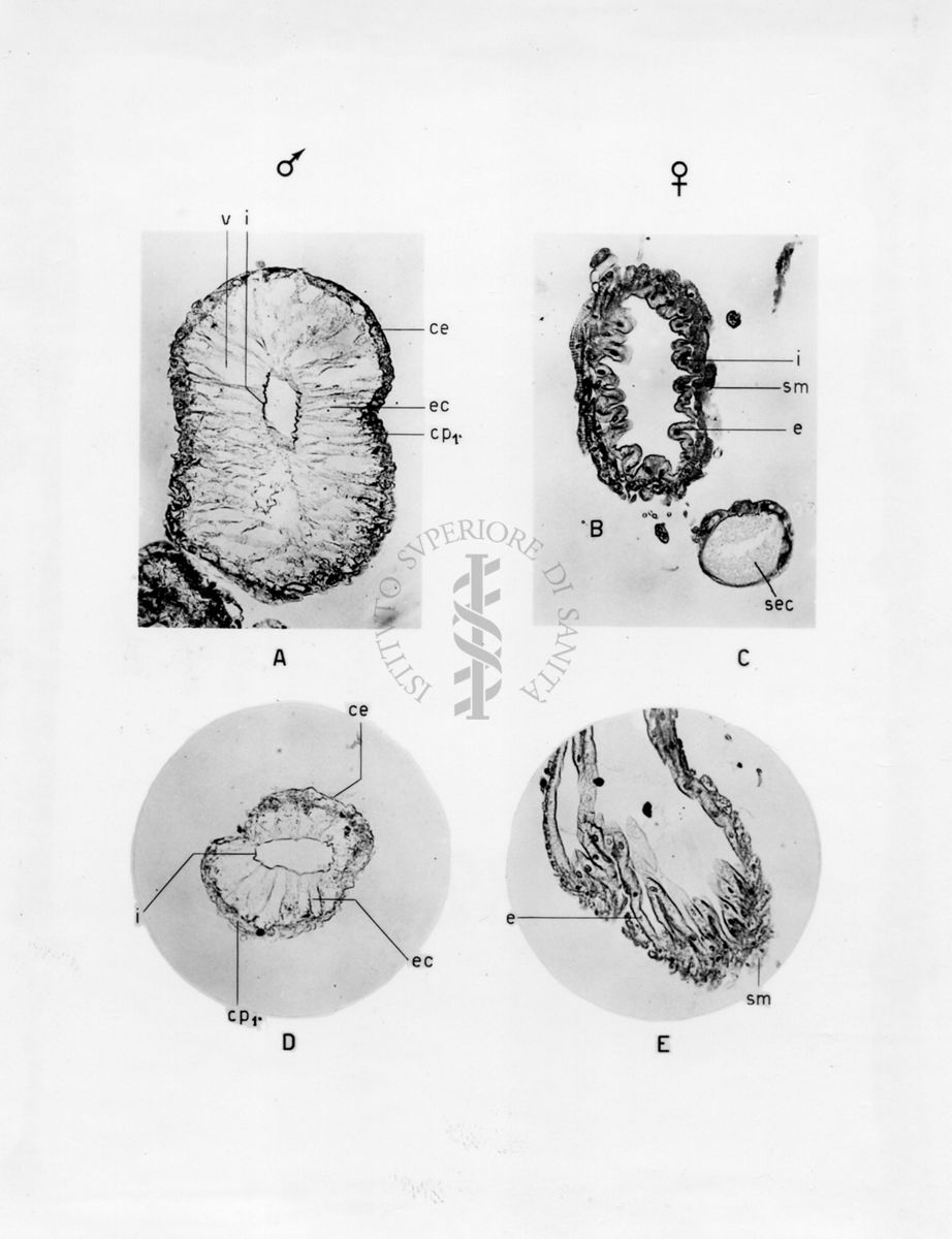 Organi della riproduzione in musca domestica