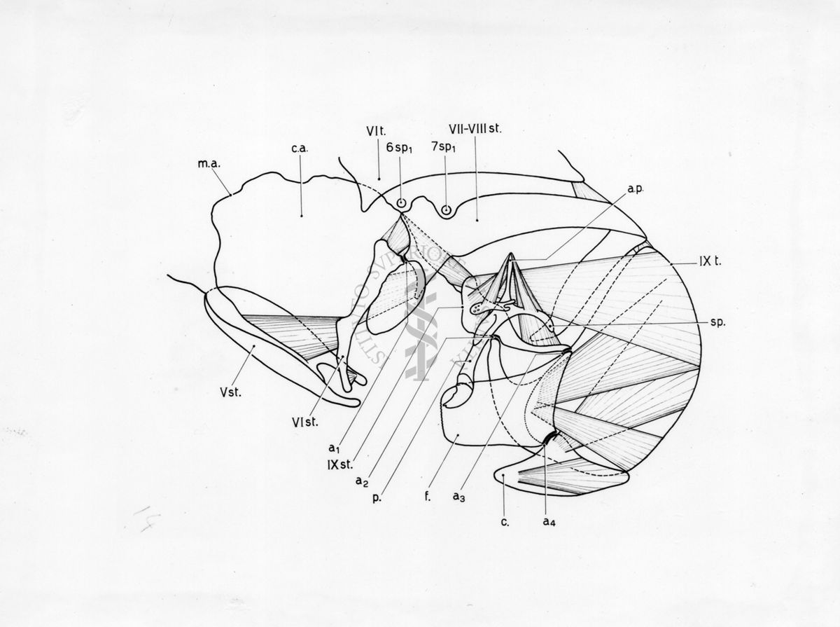 Organi della riproduzione in musca domestica