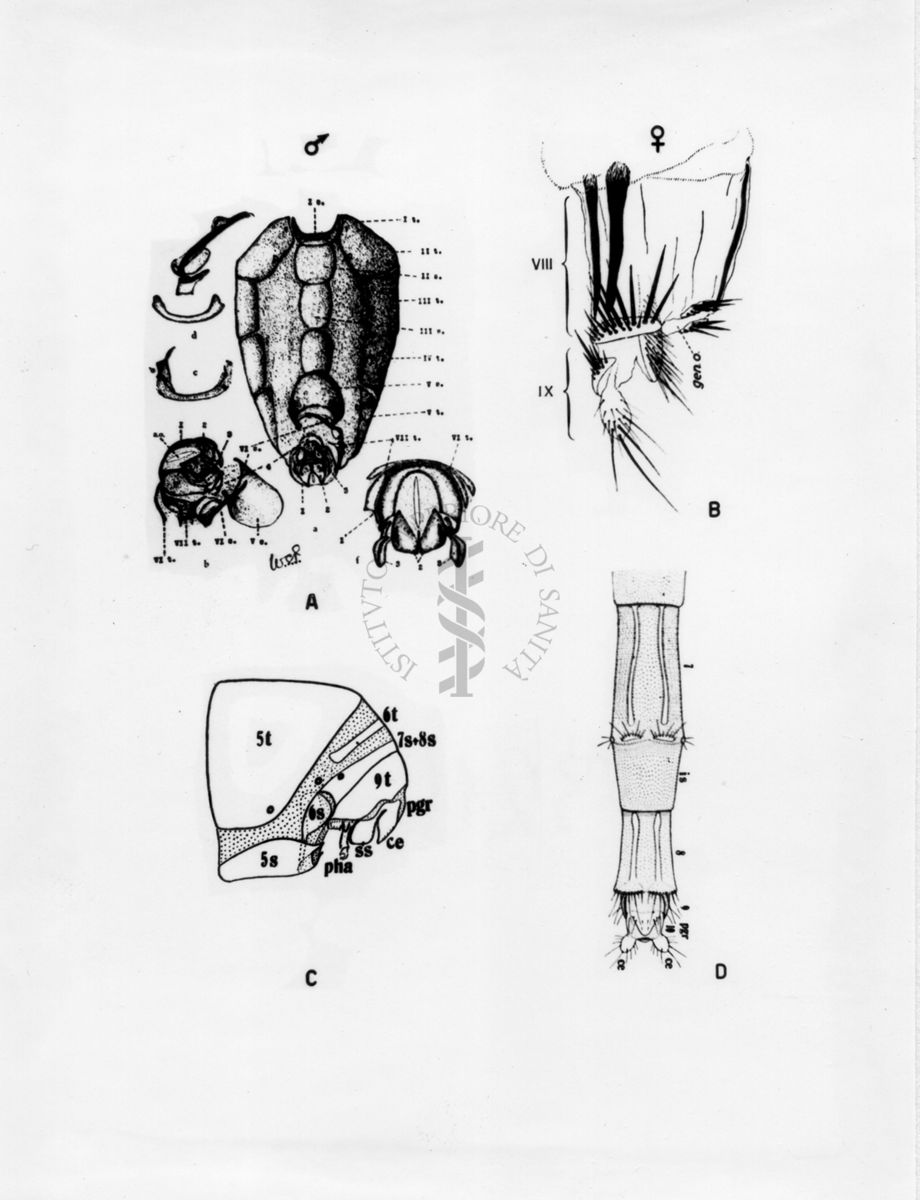 Organi della riproduzione in musca domestica