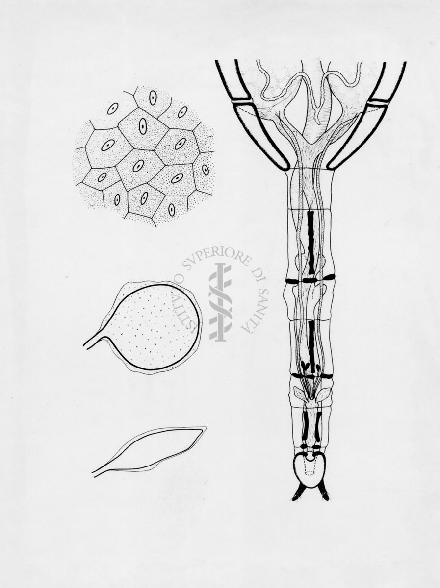 Ovopositore di musca domestica (dettagli)