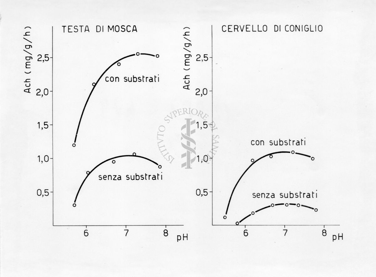 Sintesi di acetilcolina nella testa di musca domestica