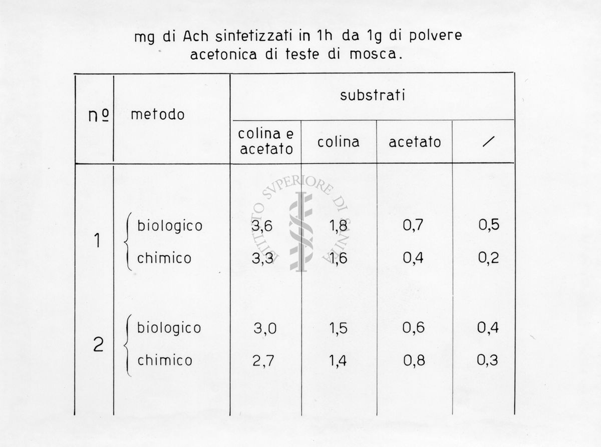 Sintesi di acetilcolina nella testa di musca domestica