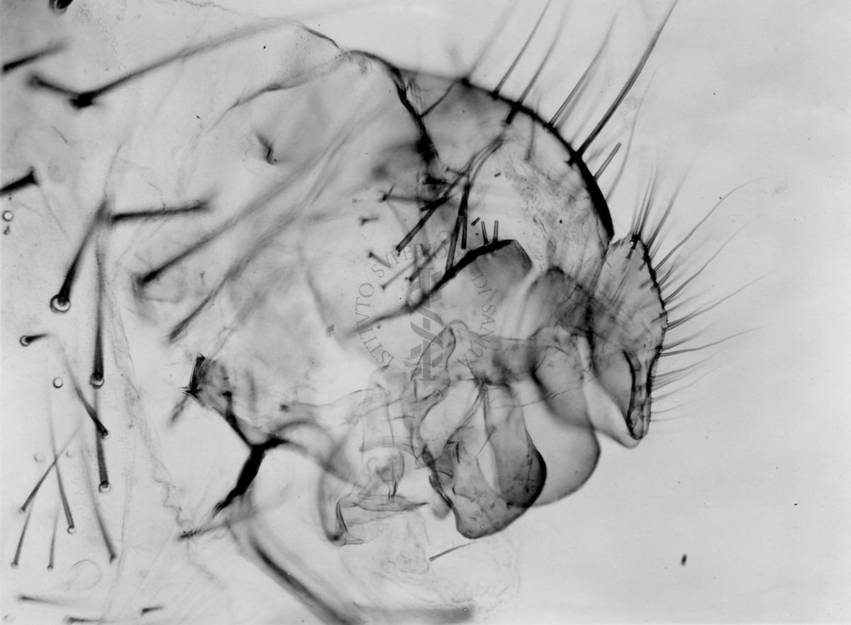 Genitali esterni maschili di musca domestica