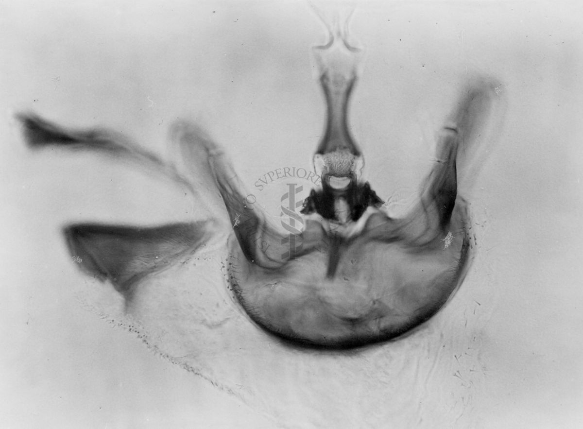 Genitali esterni maschili di musca domestica