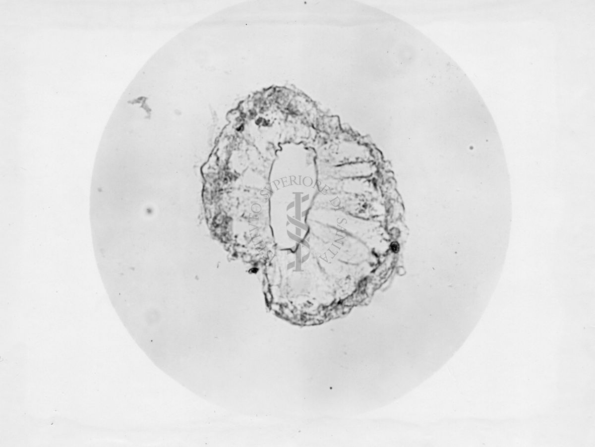 Genitali interni maschili di musca domestica