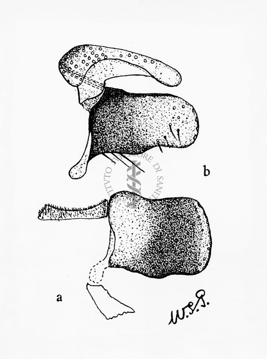 Forcipi (particolari dei terminali) di musca domestica secondo W. Patton