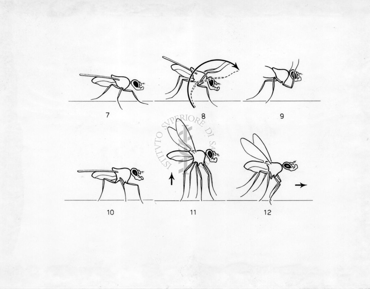 Corteggiamento elaborato della  Drosophila subobscura