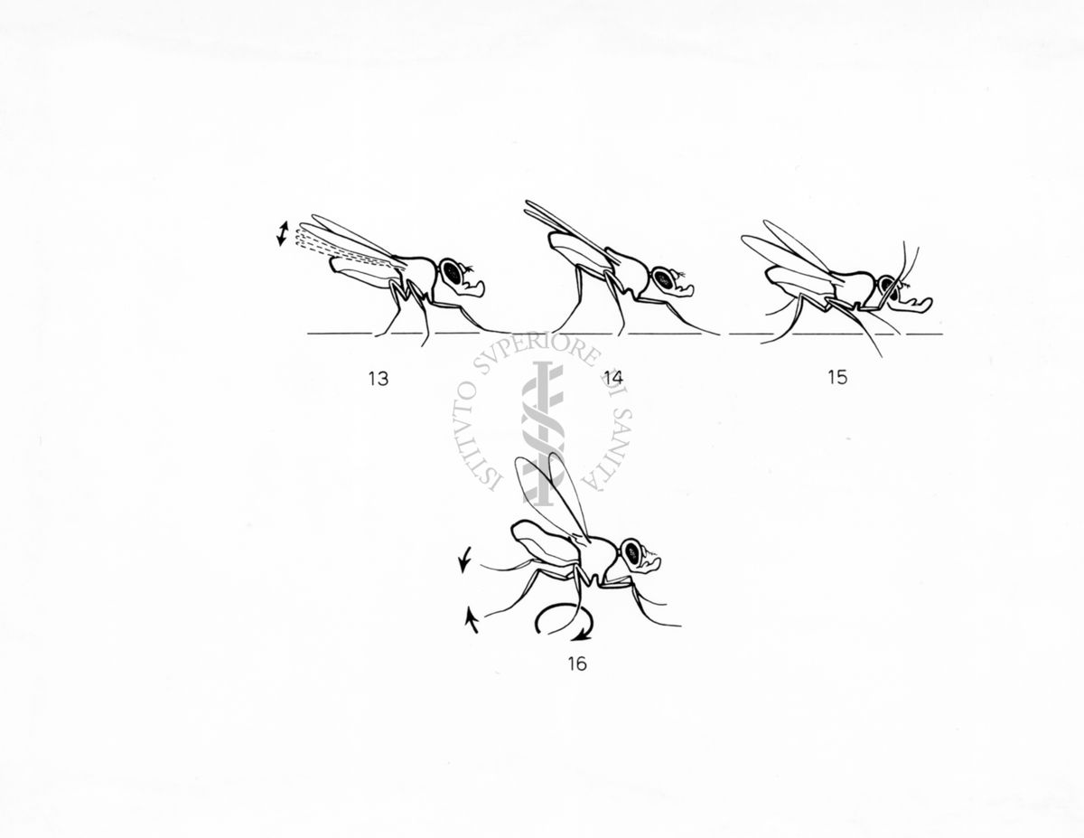 Corteggiamento elaborato della  Drosophila pseudo-obscura  e Drosophila bifasciata