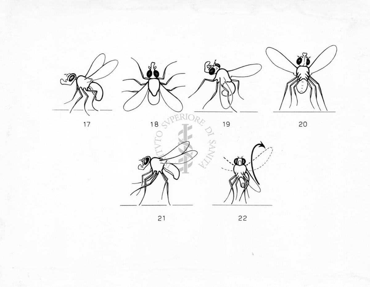 Comportamento aggressivo della  Drosophila sub-obscura  e Drosophila persimilis