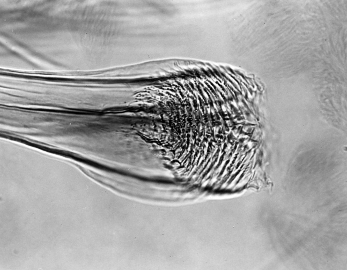 Differenze morfologiche fra le specie Ph. Perniciosus e Ph. Perfiliewi