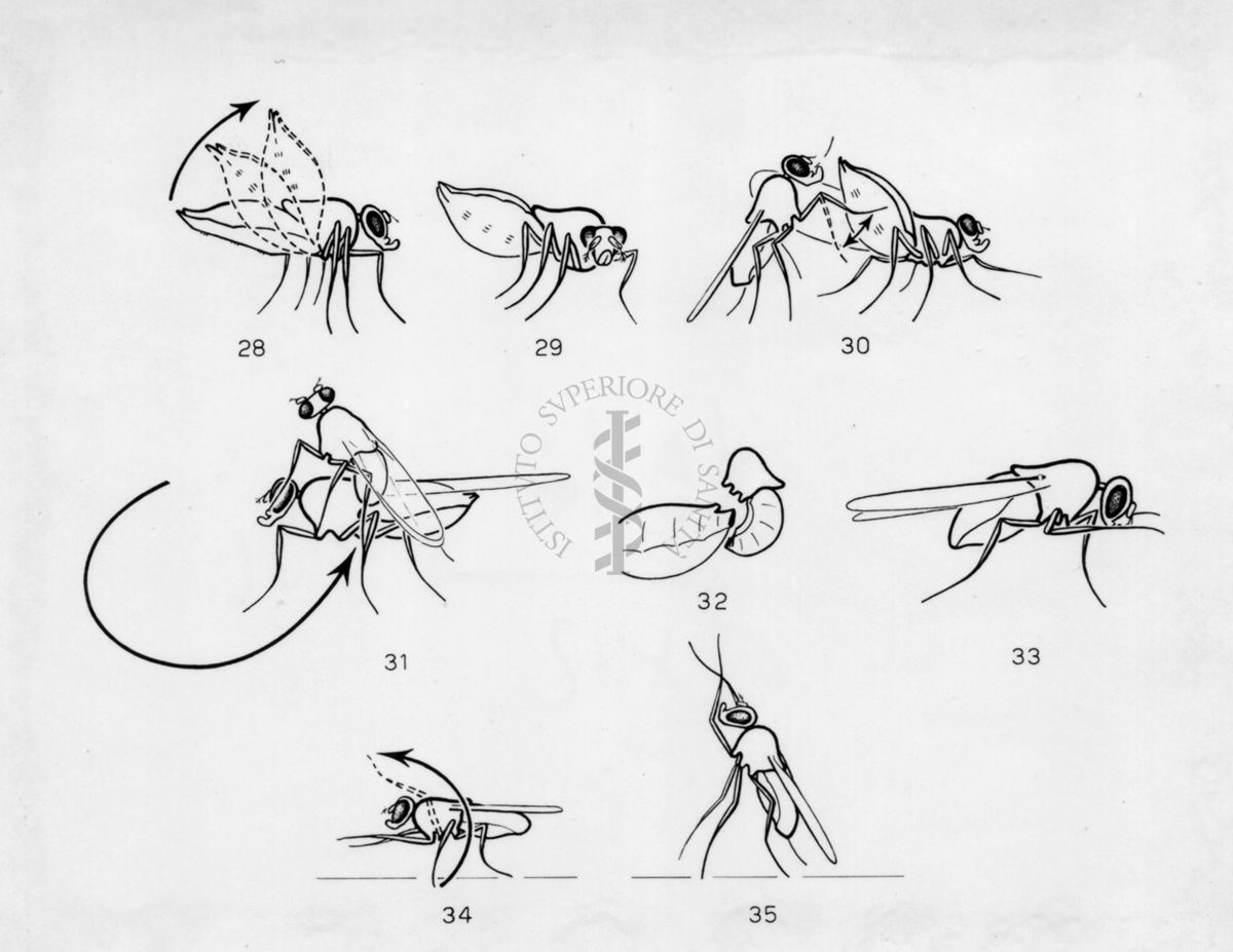 Posizione di copula in varie specie di Drosophila