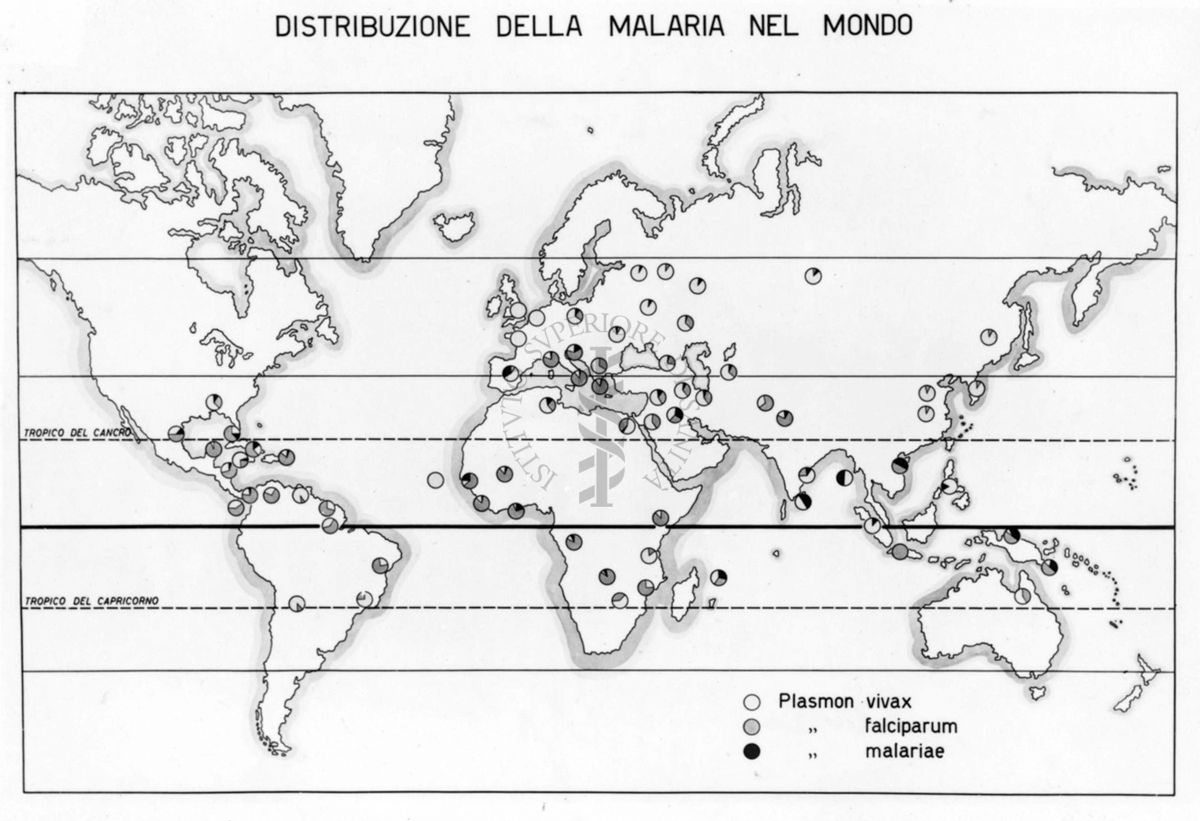 Cartogramma riguardante la distribuzione geografica della Malaria nel mondo divisa per tipologia di parassiti