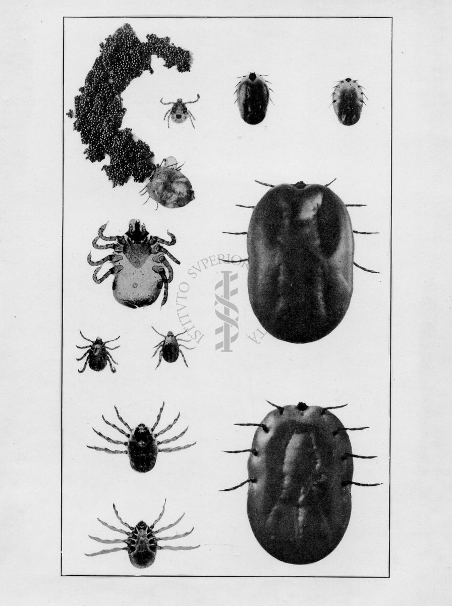 Immagini in diverse angolazioni di Margaropus annulatus