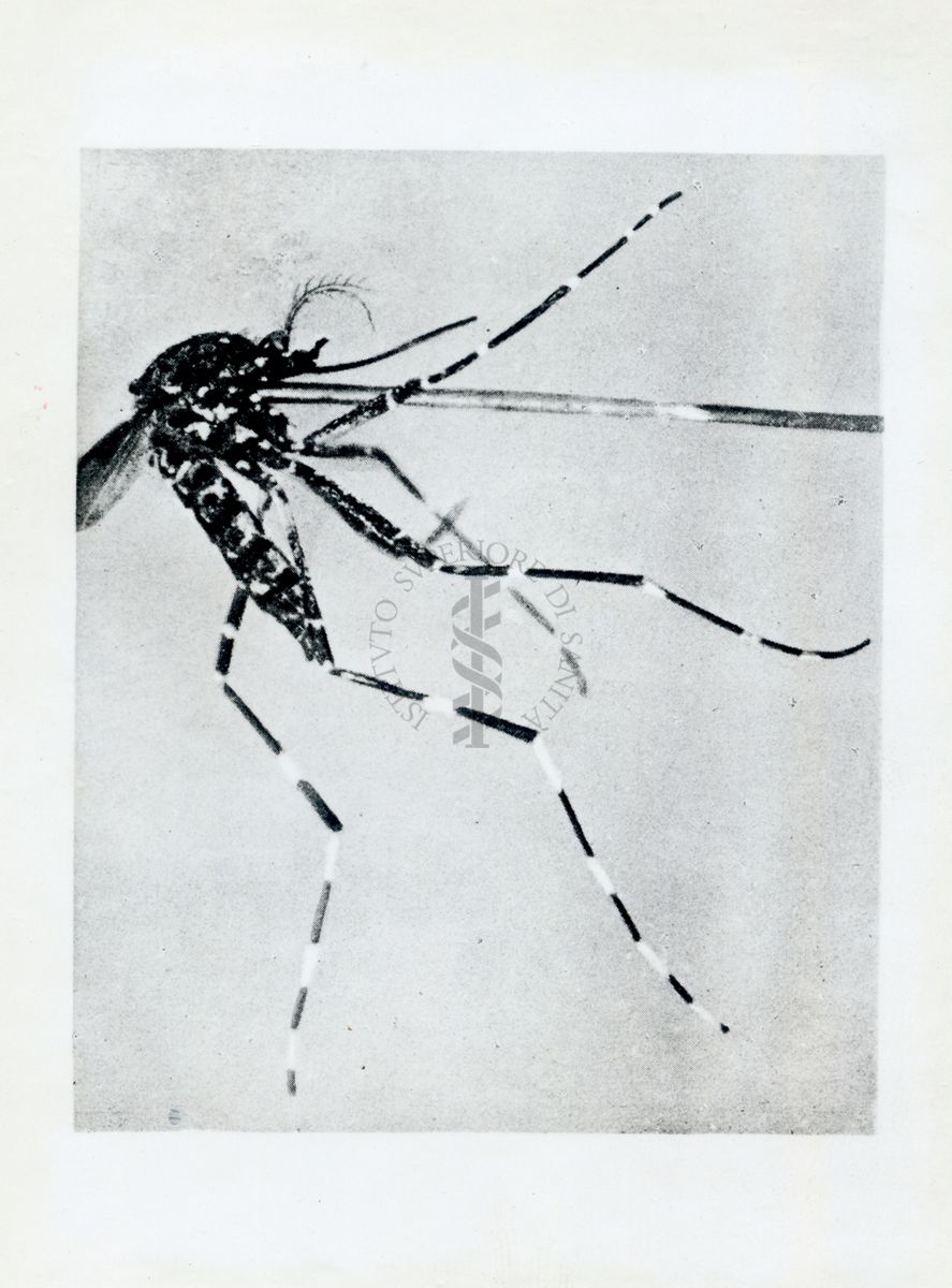 Aedes (S) vittatus