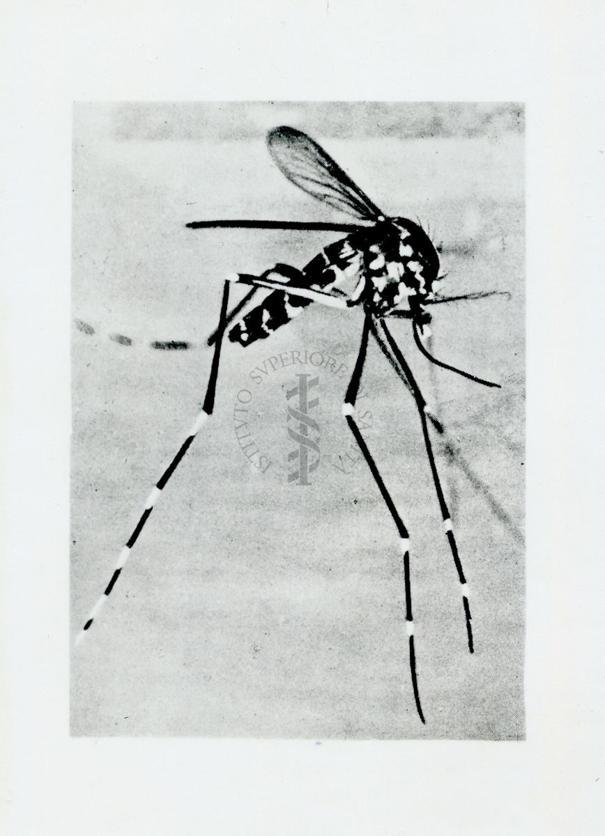 Aedes (S) albopictus