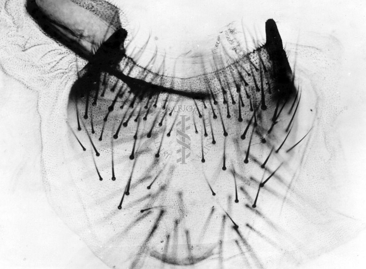 Particolari dell'apparato genitale esterno in musca domestica africana (cuthbertoni)