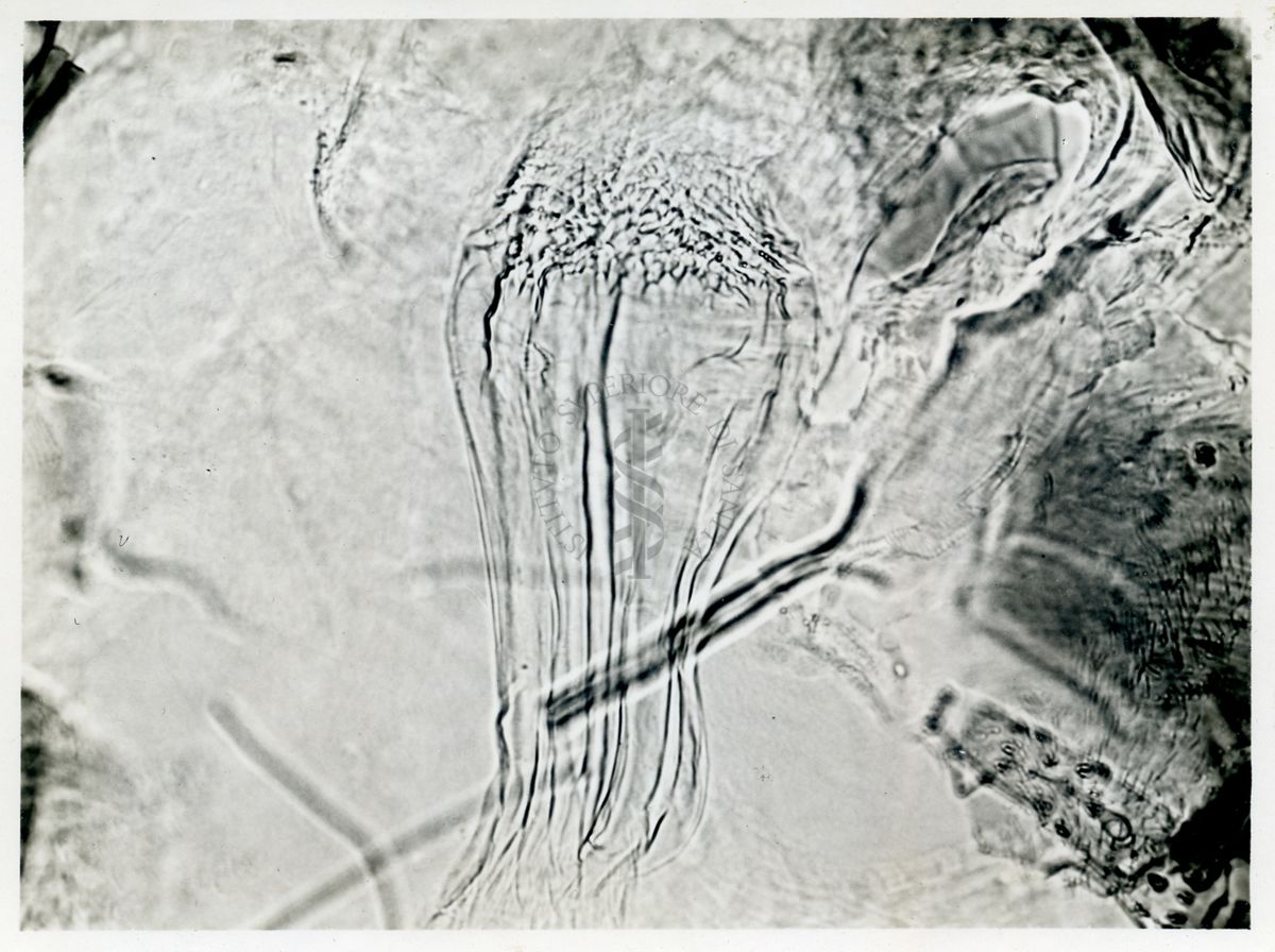 Phlebotomus minutus Rondani maschio: faringe