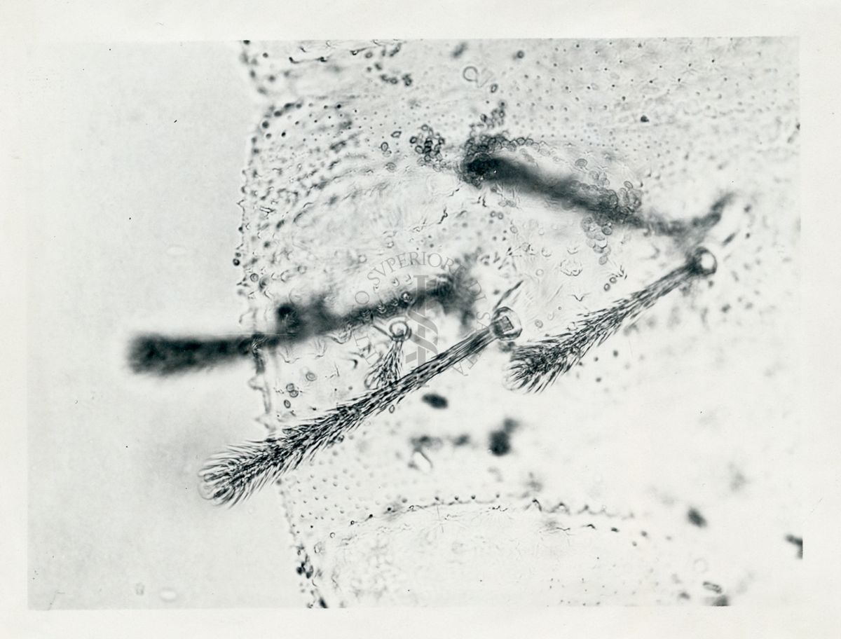 Phlebotomus Perfiliewi, larva di 4° stadio, particolare